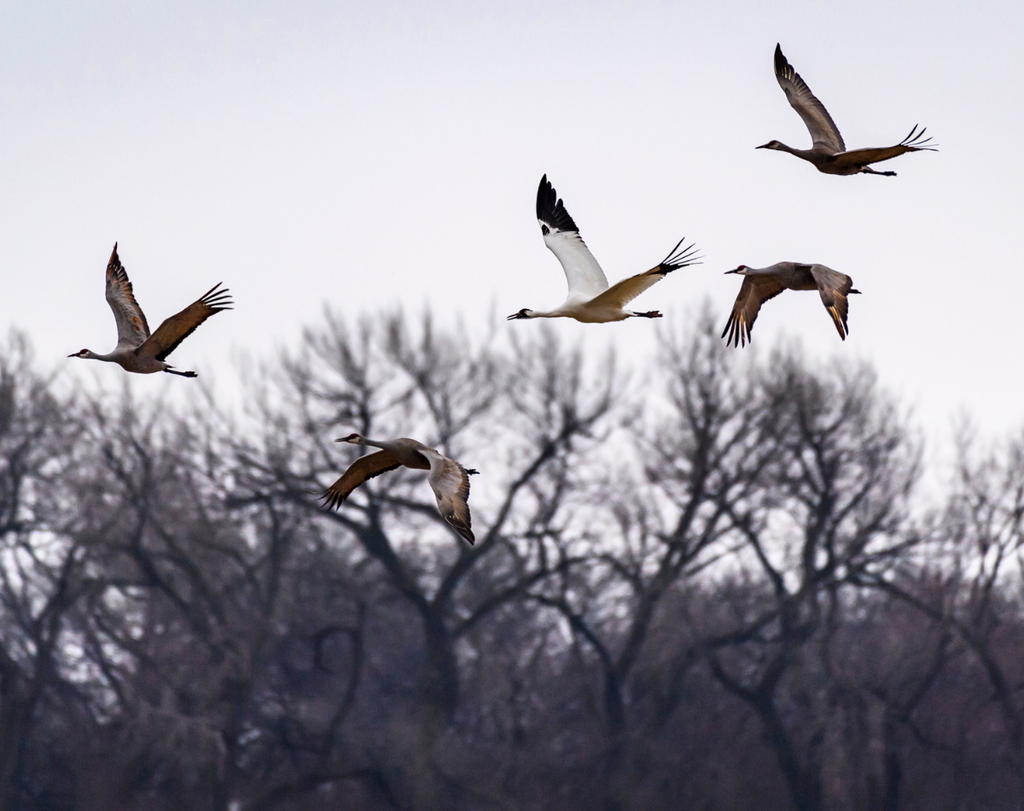 The Rarest Birds in the World |  Part I