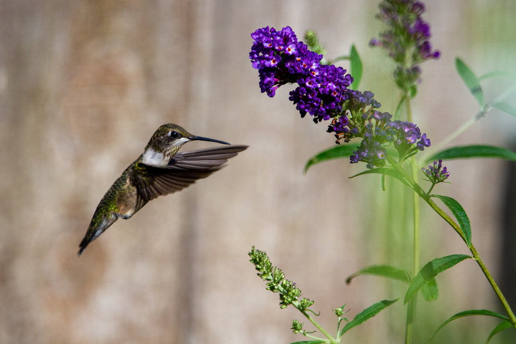 Hummingbird feeding on a butterfly bush flower.